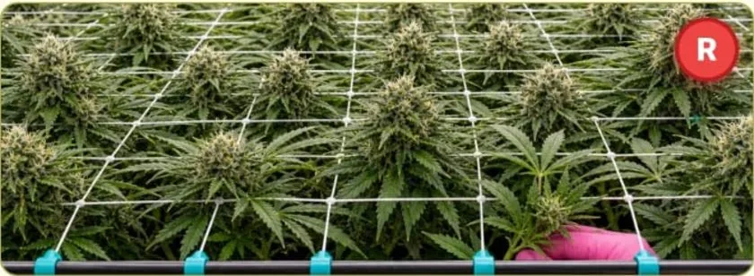 Ein SCROG-Netz über einem flachen Canopy, mit einer Hand, die eine Spitze unter das Netz steckt