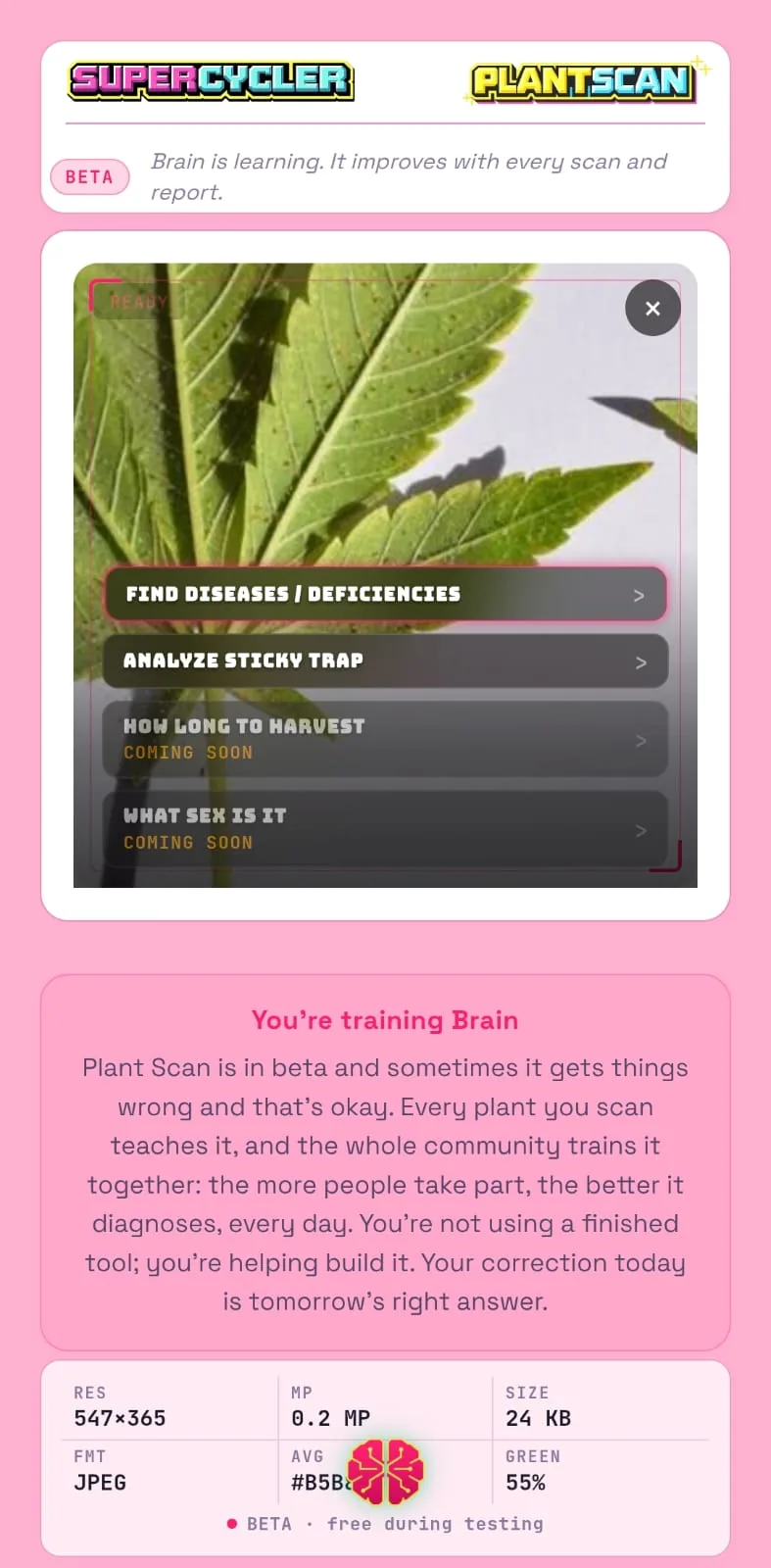 Plant Scan - leaf ready to scan and analysis options